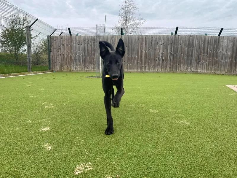 Sully, male young Lurcher for adoption at Dogs Trust Evesham, Evesham