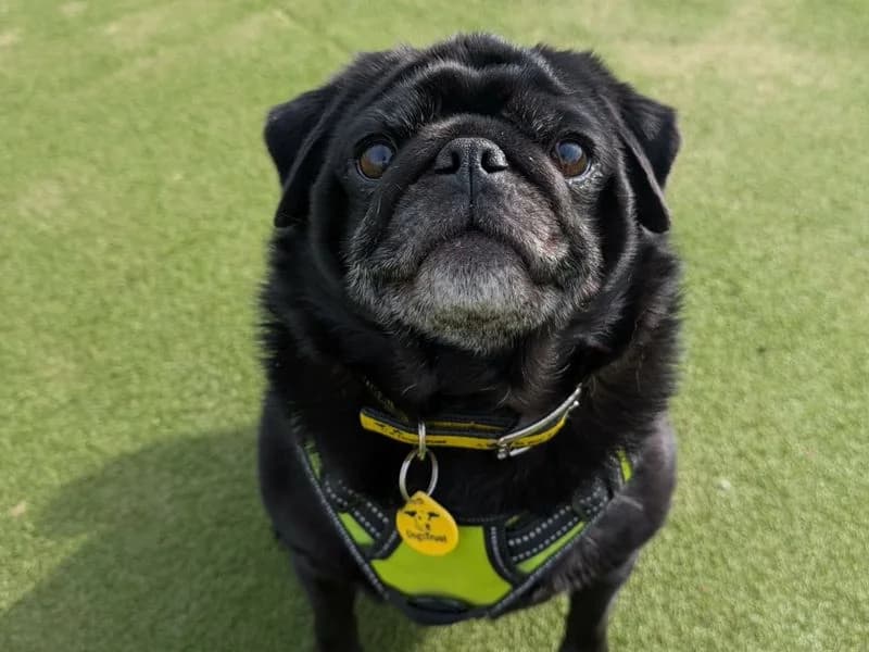 Artie, Pug (Dogs Trust Evesham)