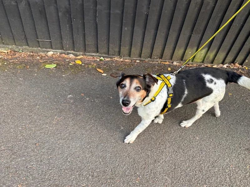 Gizmo, male senior Jack Russell Terrier for adoption at Dogs Trust Evesham, Evesham