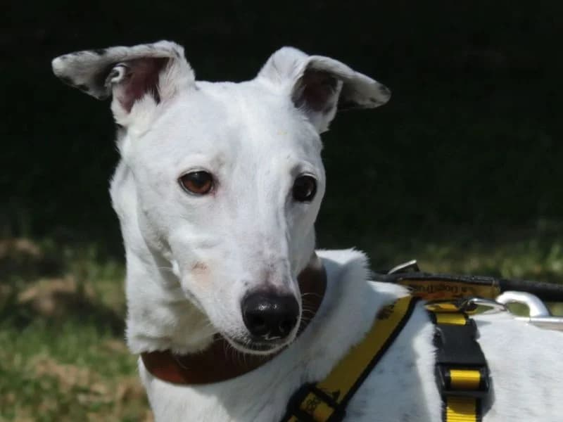 Pearl, female senior Lurcher for adoption at Dogs Trust Evesham, Evesham