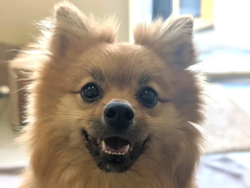 April, female puppy German Spitz for adoption at Dogs Trust Evesham, Evesham