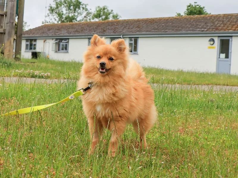 Clover, female puppy German Spitz for adoption at Dogs Trust Evesham, Evesham