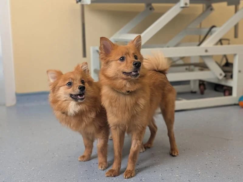 Azalea, female young German Spitz for adoption at Dogs Trust Evesham, Evesham
