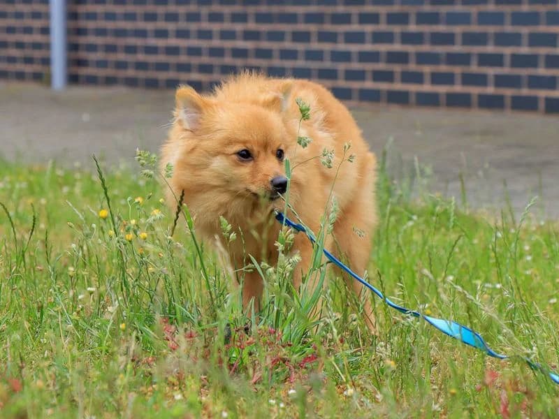 Buttercup, female puppy German Spitz for adoption at Dogs Trust Evesham, Evesham