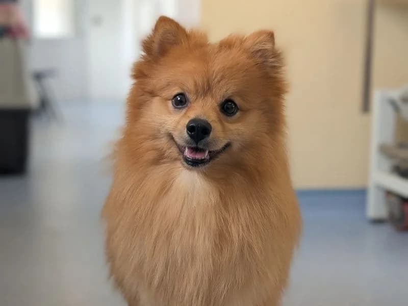 Birch, male puppy German Spitz for adoption at Dogs Trust Evesham, Evesham