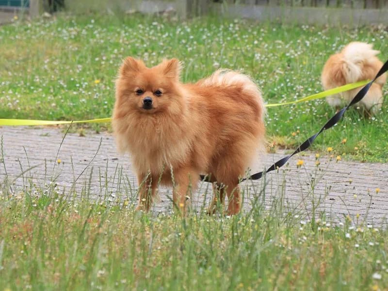 Bloom, male puppy German Spitz for adoption at Dogs Trust Evesham, Evesham