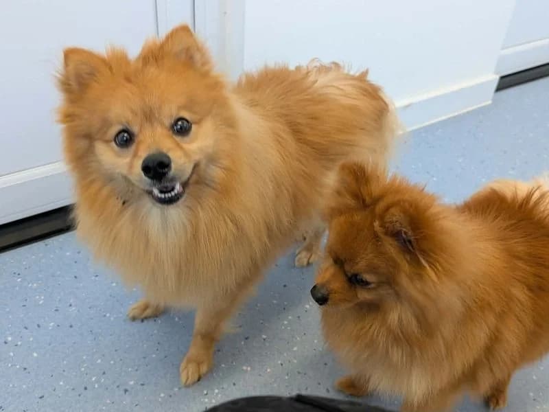 Bumble, male young German Spitz for adoption at Dogs Trust Evesham, Evesham