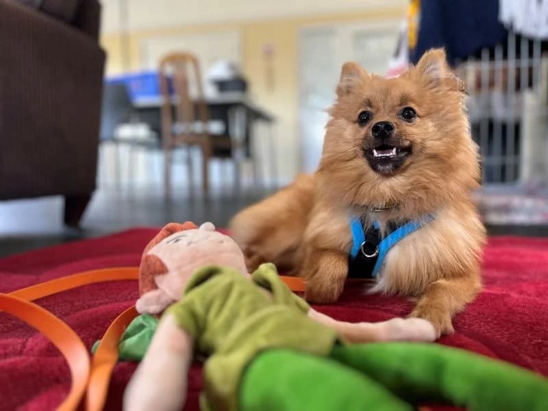 River, male puppy German Spitz for adoption at Dogs Trust Evesham, Evesham