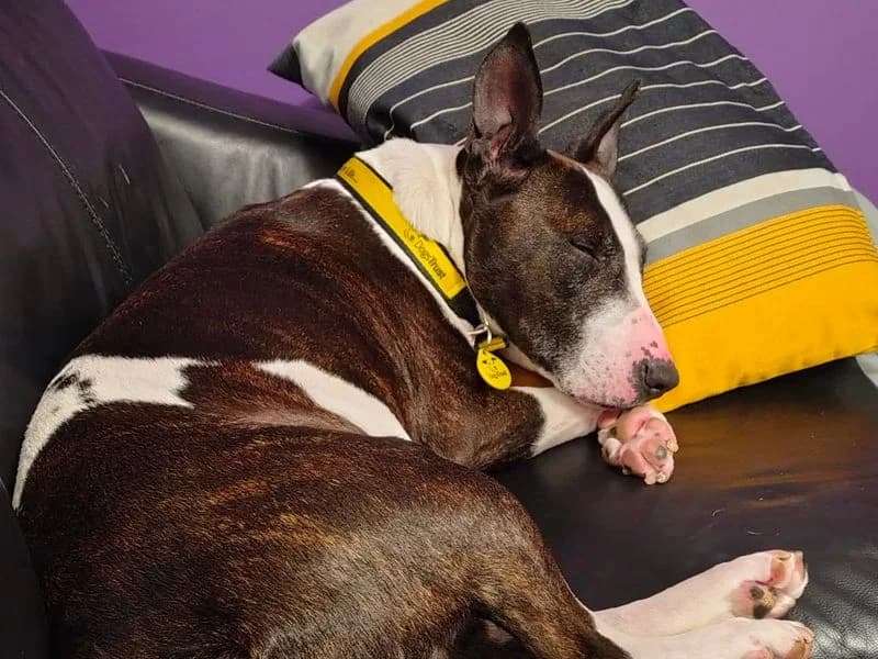 Molly, female senior mixed breed for adoption at Dogs Trust Evesham, Evesham