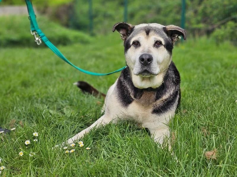 Diesel, male senior Husky for adoption at Dogs Trust Evesham, Evesham