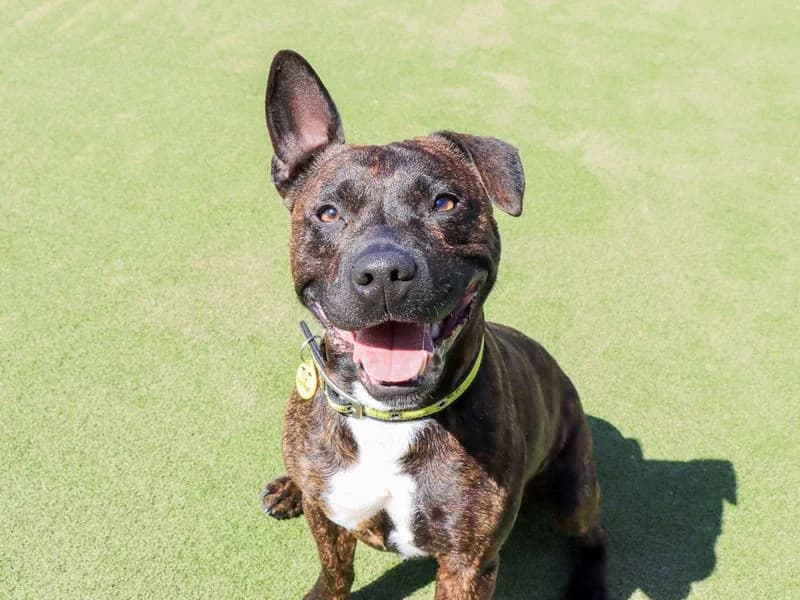Dandy, male 4yo Staffordshire Bull Terrier for adoption at Dogs Trust Evesham, Evesham
