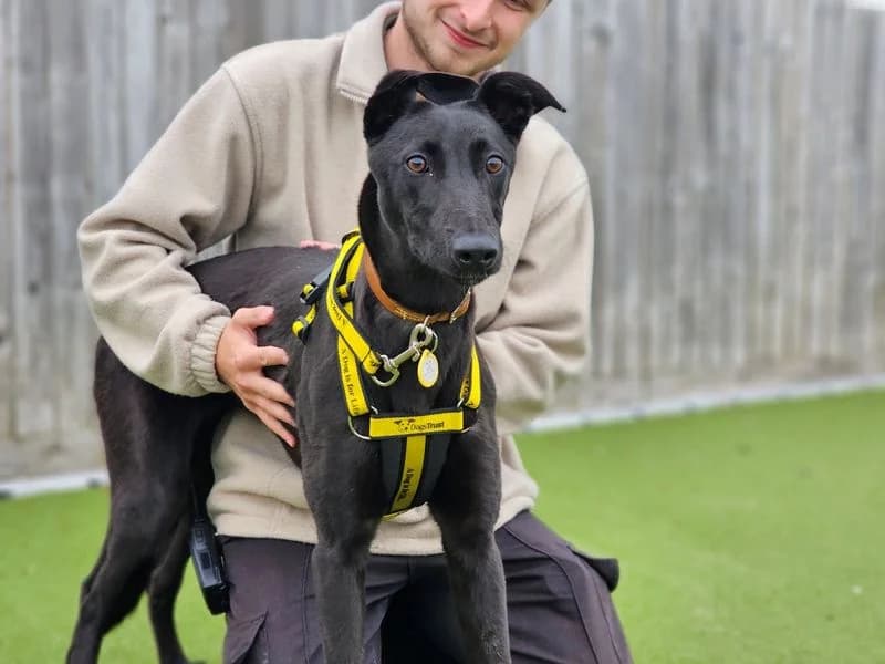 Isla, female puppy Greyhound for adoption at Dogs Trust Evesham, Evesham