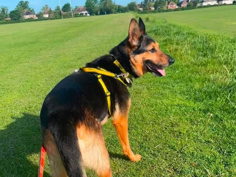 Erika, female senior mixed breed for adoption at Dogs Trust Evesham, Evesham