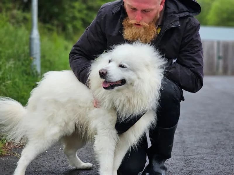 Frank, male senior Samoyed for adoption at Dogs Trust Evesham, Evesham