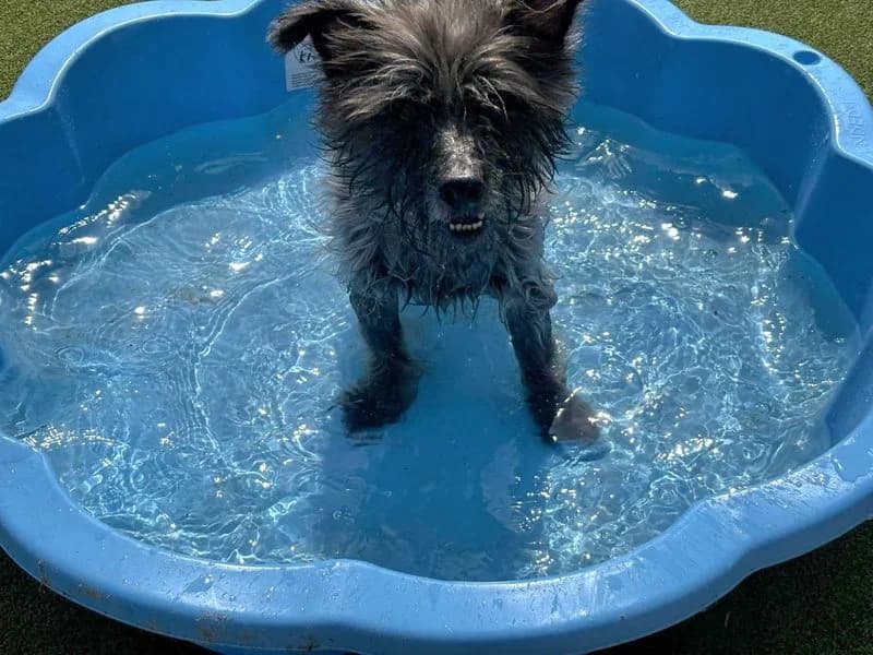 Tommie, male senior Cairn Terrier for adoption at Dogs Trust Evesham, Evesham