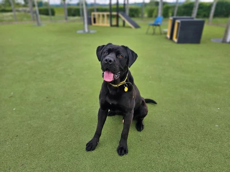 Charles, male young Cane Corso for adoption at Dogs Trust Evesham, Evesham