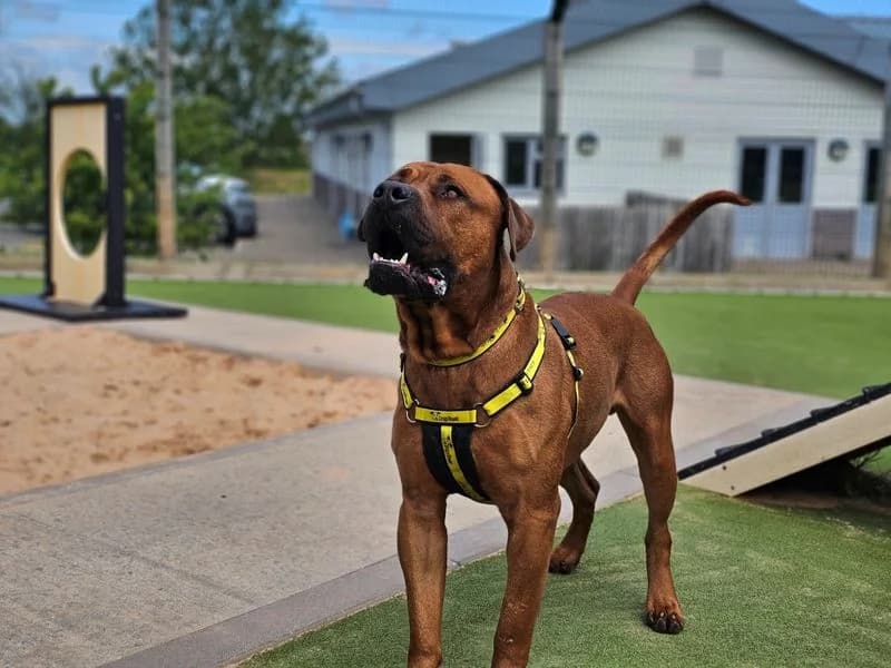 Zeus, male 3yo Mixed Breed for adoption at Dogs Trust Evesham, Evesham