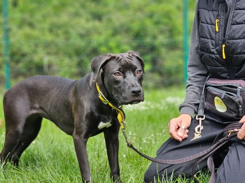 Connie, female puppy Staffordshire Bull Terrier for adoption at Dogs Trust Evesham, Evesham