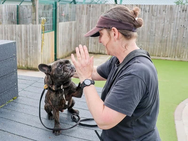 Dre, male 7yo English Bulldog for adoption at Dogs Trust Evesham, Evesham