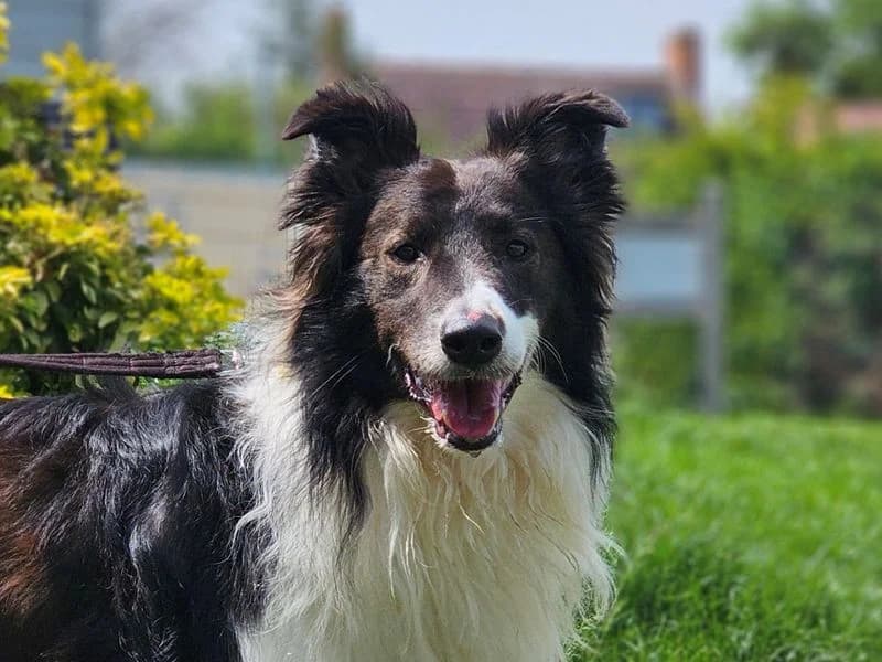 Ben, male 5yo Collie for adoption at Dogs Trust Evesham, Evesham