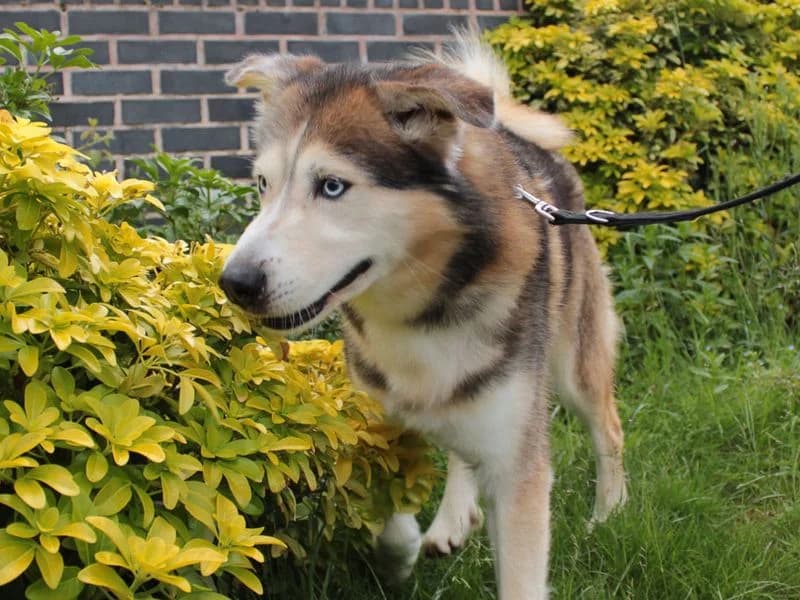 Maximus, male 3yo Husky for adoption at Dogs Trust Evesham, Evesham