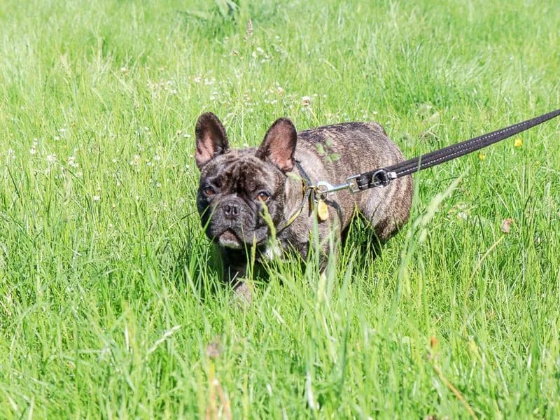 Tig, male young English Bulldog for adoption at Dogs Trust Evesham, Evesham