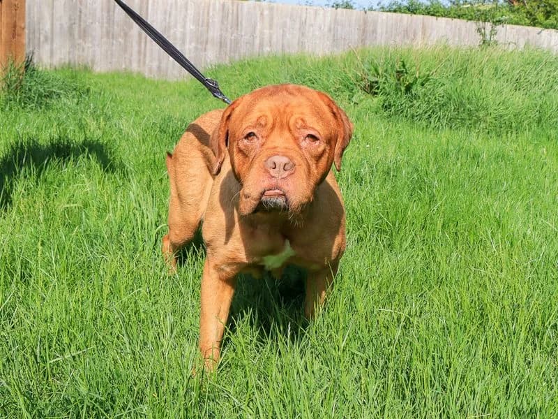 Popsicle, female 6yo mixed breed for adoption at Dogs Trust Evesham, Evesham