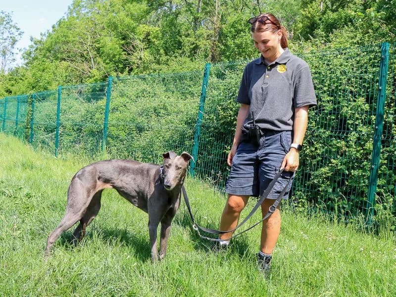 Nelly, Greyhound (Dogs Trust Evesham)