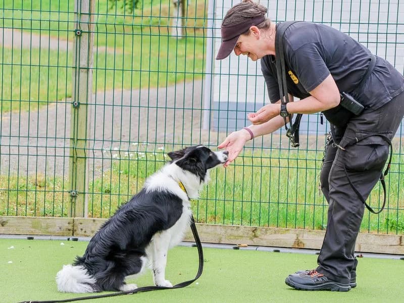 Mabel, female puppy Border Collie for adoption at Dogs Trust Evesham, Evesham