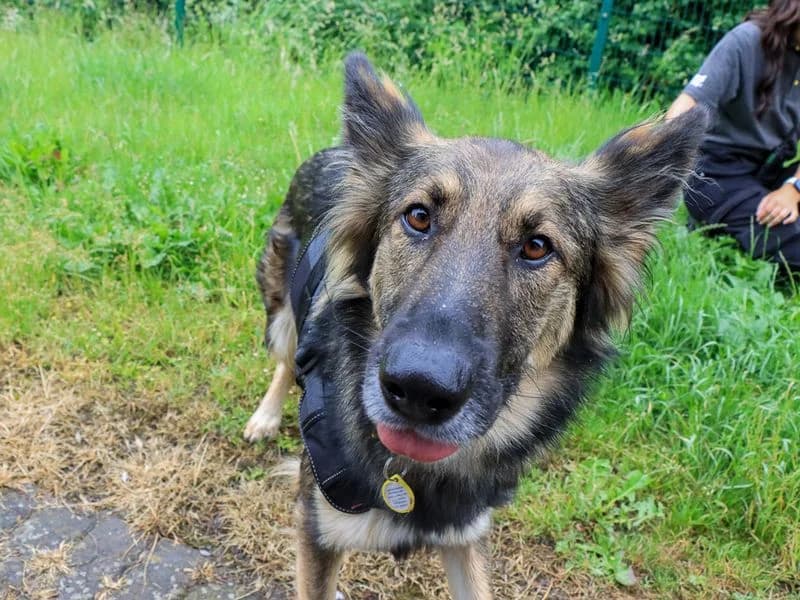 Willow, female young mixed breed for adoption at Dogs Trust Evesham, Evesham