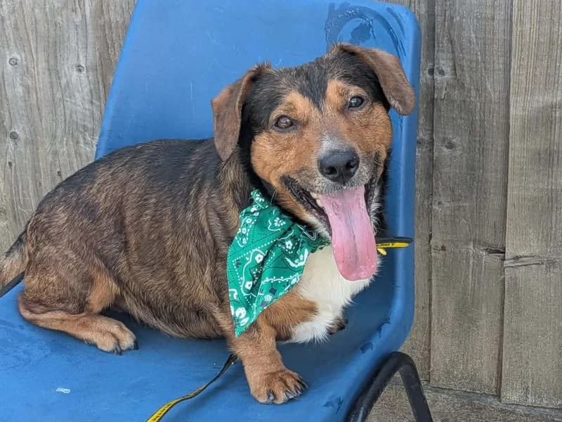 Robert, male young mixed breed for adoption at Dogs Trust Evesham, Evesham