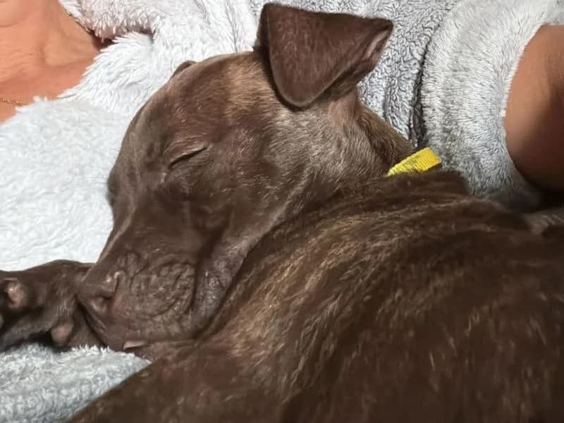Rosella, female puppy Staffordshire Bull Terrier for adoption at Dogs Trust Evesham, Evesham