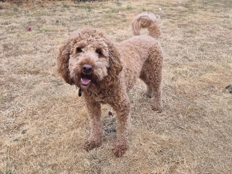 Teddy, male young Cocker Spaniel for adoption at Dogs Trust Evesham, Evesham