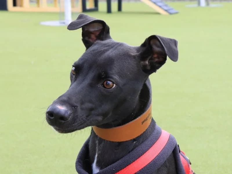 Pepsi Cola, female young Lurcher for adoption at Dogs Trust Evesham, Evesham