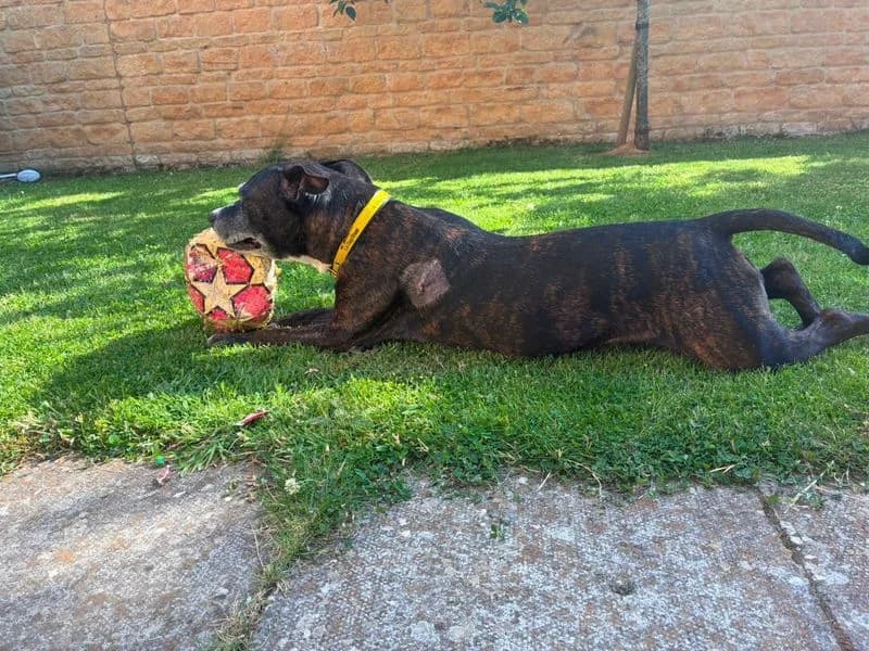Bambi, female senior Staffordshire Bull Terrier for adoption at Dogs Trust Evesham, Evesham