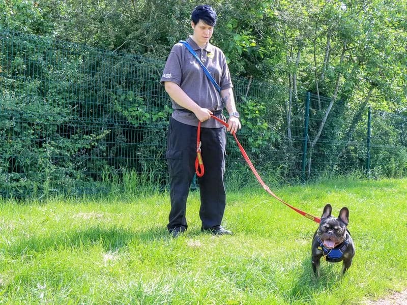 Nellie, female 4yo English Bulldog for adoption at Dogs Trust Evesham, Evesham