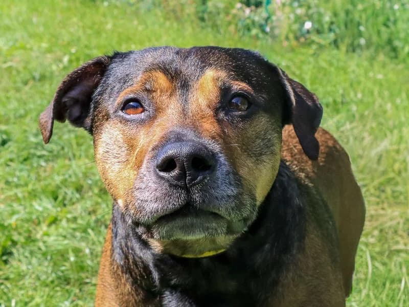 Sargeant, male 7yo Mastiff for adoption at Dogs Trust Evesham, Evesham