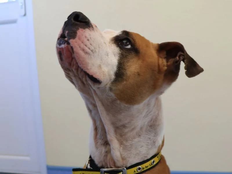 Xanthe, male 4yo mixed breed for adoption at Dogs Trust Evesham, Evesham