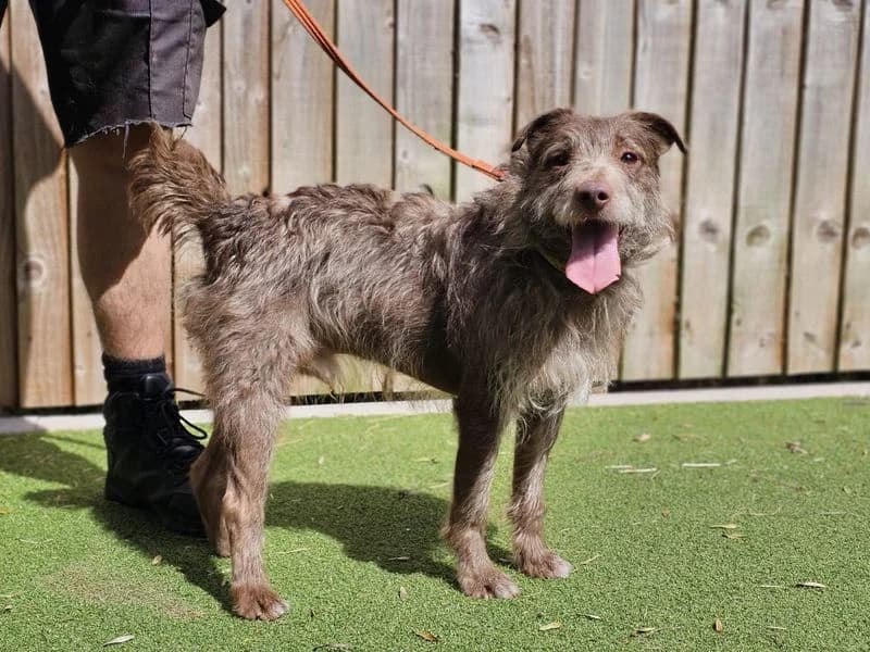 Xaden, male senior mixed breed for adoption at Dogs Trust Evesham, Evesham