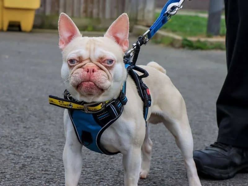 Pongo, male young English Bulldog for adoption at Dogs Trust Evesham, Evesham