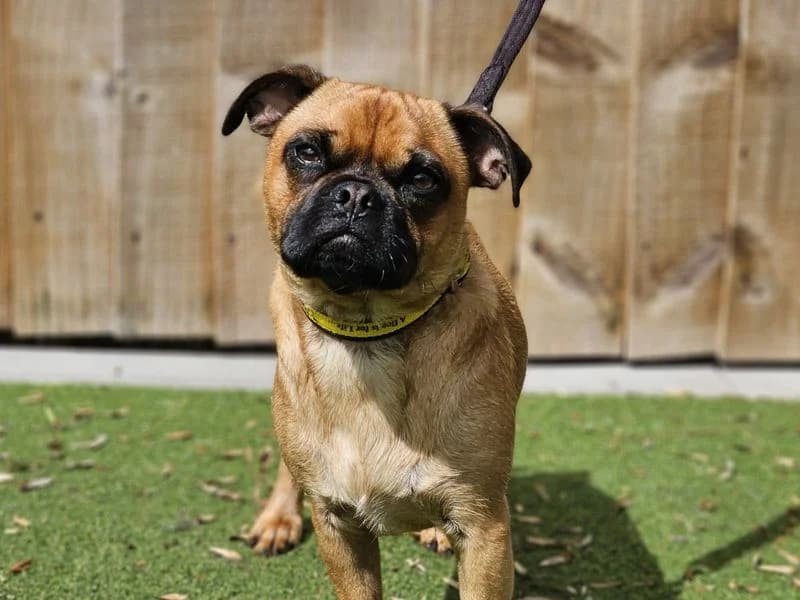 Toby, male young Pug for adoption at Dogs Trust Evesham, Evesham