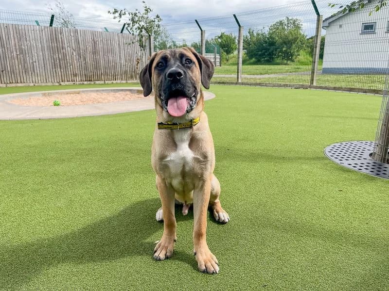 Butterscotch, male puppy Mixed Breed for adoption at Dogs Trust Evesham, Evesham