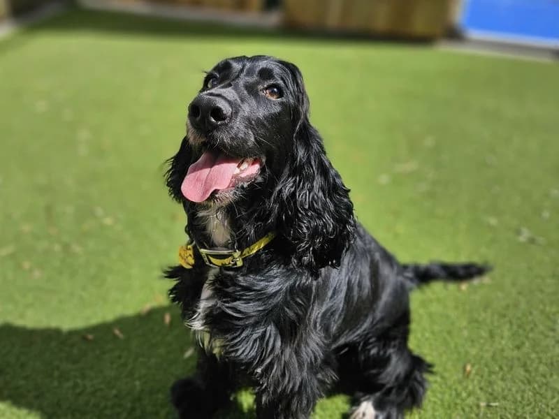 Reggie, male puppy Cocker Spaniel for adoption at Dogs Trust Evesham, Evesham