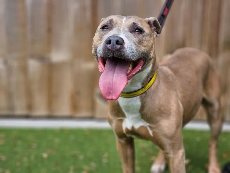 Junie, female 5yo Staffordshire Bull Terrier for adoption at Dogs Trust Evesham, Evesham