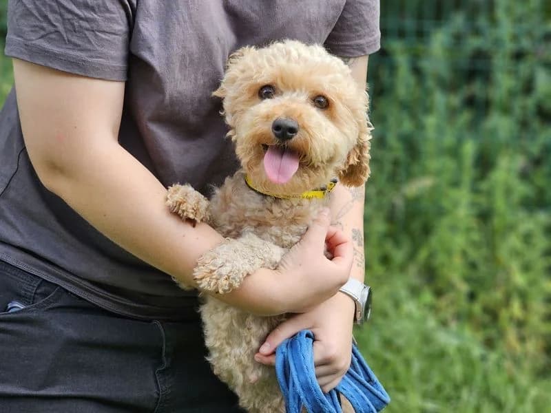 Lillie, female young Poodle for adoption at Dogs Trust Evesham, Evesham