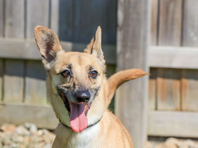 Lacey, female 5yo Mixed Breed for adoption at Dogs Trust Evesham, Evesham