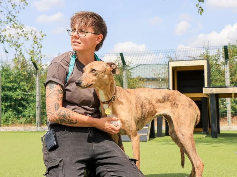 Zippy, female 3yo mixed breed for adoption at Dogs Trust Evesham, Evesham