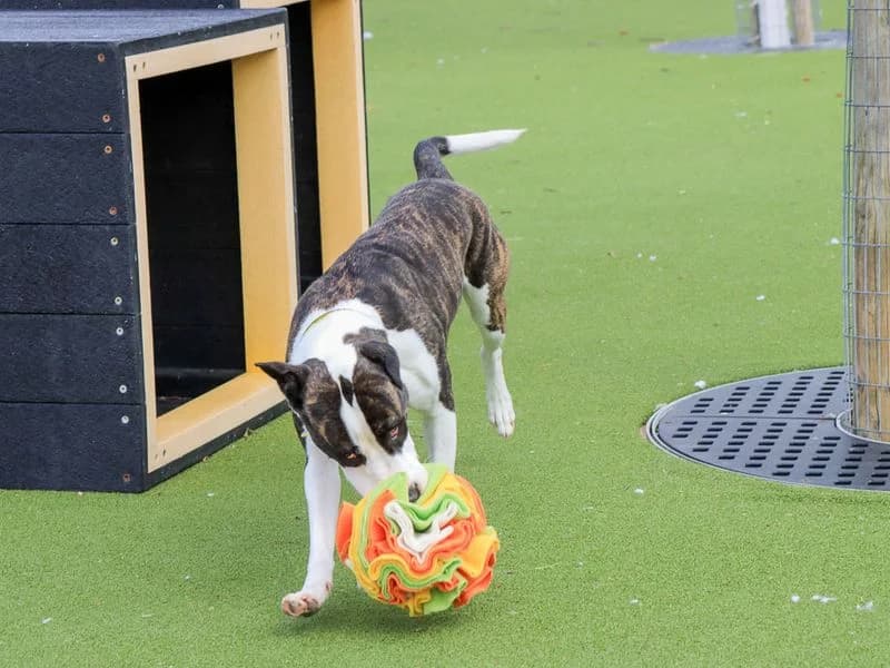 Steffi, female young Staffordshire Bull Terrier for adoption at Dogs Trust Evesham, Evesham