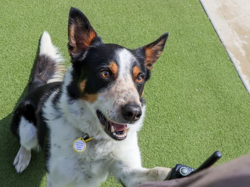 Harry, male 5yo Border Collie for adoption at Dogs Trust Evesham, Evesham