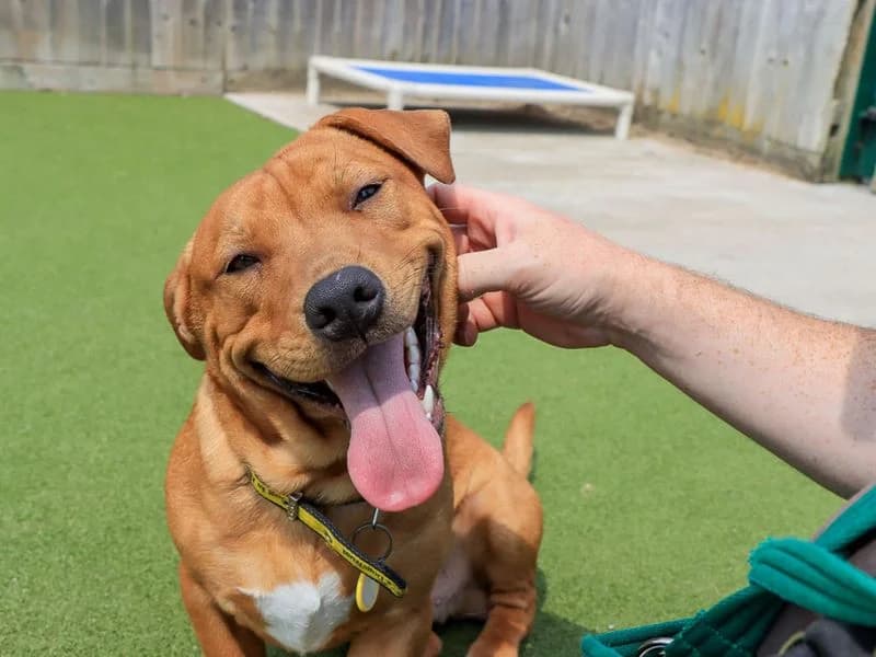 Marley, male puppy Staffordshire Bull Terrier for adoption at Dogs Trust Evesham, Evesham